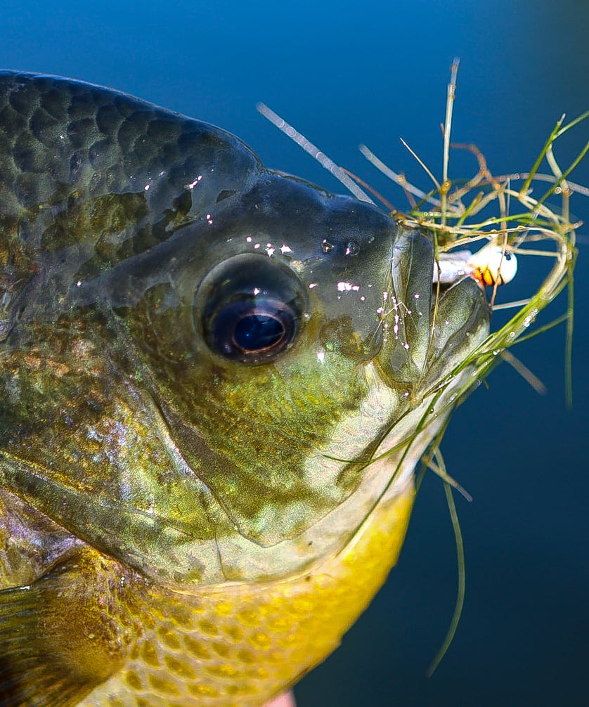 Lets Go Fishing: Best Fish For Beginners