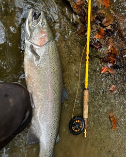 Ryan Williams Ohio Steelhead 2