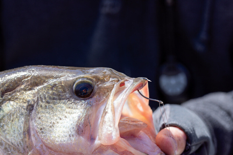 A bass with the Pro-V Bend perfectly pinned in the roof of the mouth 