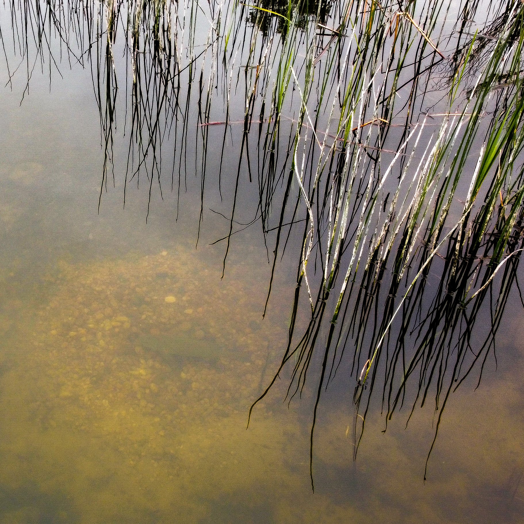 How To Catch Bass on Beds Spring Bass Fishing