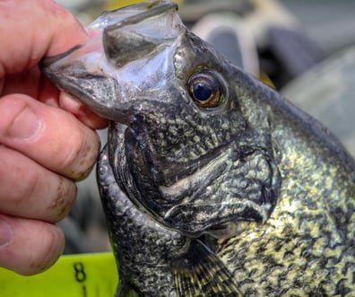 You Should Be Crappie Fishing - Game & Fish